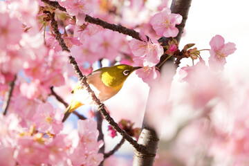 河津桜とメジロ　東京都江戸川区　日本
