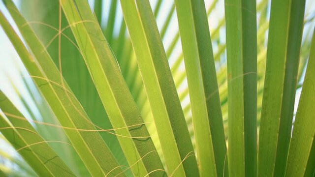 Green palm leaf with detail pattern swaying by breeze in summertime extreme close view