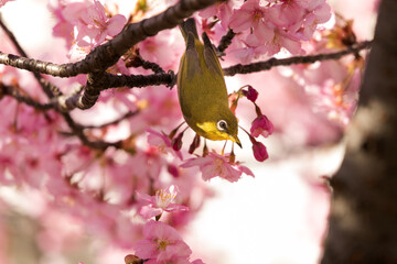 河津桜とメジロ　東京都江戸川区　日本