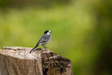 Selective focus photo. White wagtail bird. Motacilla alba.