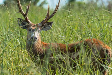 Marsh deer adult male with horns, grazing in green field with tall grass