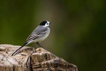Fototapeta premium Selective focus photo. White wagtail bird. Motacilla alba.
