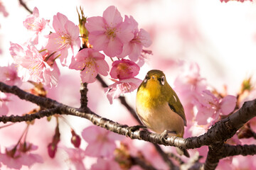 河津桜とメジロ　東京都江戸川区　日本
