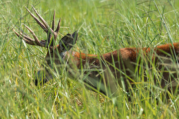 Marsh deer adult male with horns, grazing in green field with tall grass