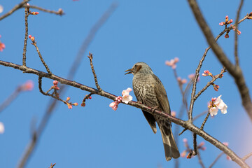 河津桜とヒヨドリ　東京都江戸川区　日本