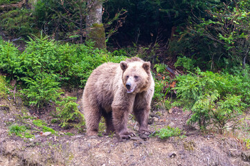Brown bear (lat. ursus arctos) stainding in the forest