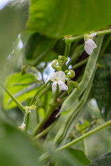 bean plant in flowering stage with pods already formed at the base
