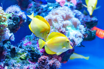 Zebrasoma flavescens - Yellow Tang .