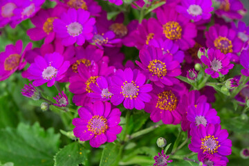 Obraz premium Colorful flowers cineraria blooming outdoors in spring，Pericallis hybrida