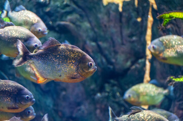 Obraz na płótnie Canvas piranha fish underwater close up portrait