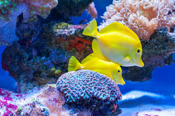 Zebrasoma flavescens - Yellow Tang .