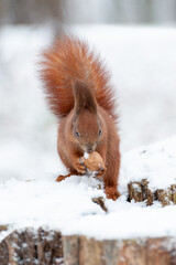 Portrait of squirrels  on a background of white snow