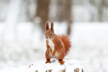 Portrait of squirrels  on a background of white snow