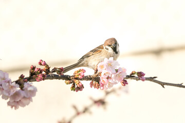 大寒桜と雀　東京都江戸川区　日本