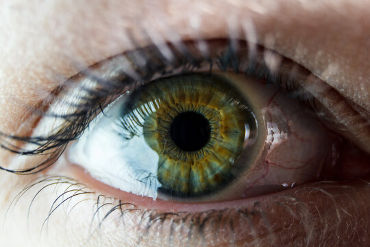 The close up shot of human eye. The human eye is a paired sense organ that reacts to light and allows vision.
