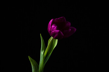 Fototapeta premium Tulip on a dark background. Lilac tulip on a black background. Spring Flower.