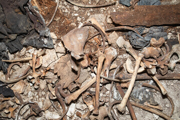 Human bones, fragments of clothing, coffins in the ruined tomb of the Sicinski family, royal...