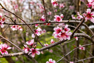 Plum blossoms in the spring
