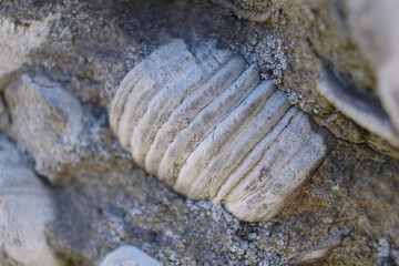 Fototapeta premium Fossile dans un mur - Fossil in a wall 