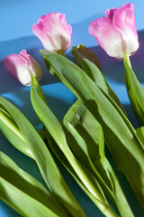 Pink colorful tulips on a blue background. Flat lay composition. Top view