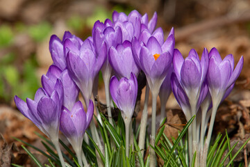 Purple saffron crocus growing between dry brown leaves, also called crocus vernus or Krokus