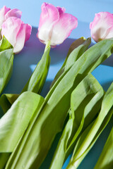 Pink colorful tulips on a blue background. Flat lay composition. Top view