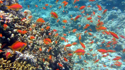 Red fish and coral reefs during a scuba dive