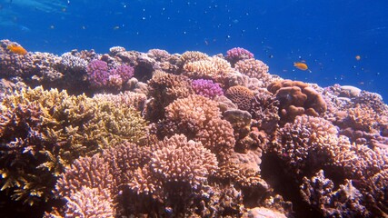 Red fish and coral reefs during a scuba dive