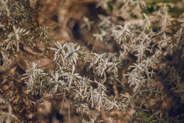 Young lavender leaves in the garden. Green leaves of lavender close-up on a blurred background of the ground in the garden. Infborough focus. Spring sprouts of lavender bush Wake up after winter.
