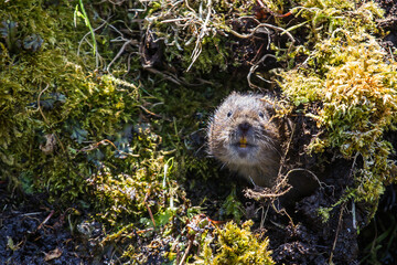 Water vole on river bank - 418878597