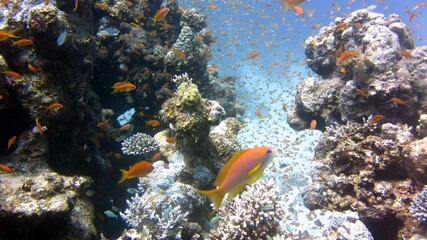 Fototapeta na wymiar Red fish and coral reefs during a scuba dive