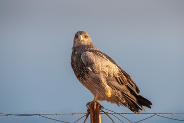 Black-chested Buzzard-eagle (Geranoaetus  melanoleucus) perched on a steel pole against blue sky looking into the camera
