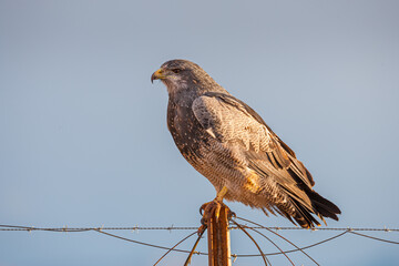 Black-chested Buzzard-eagle (Geranoaetus  melanoleucus) perched on a steel pole against blue sky