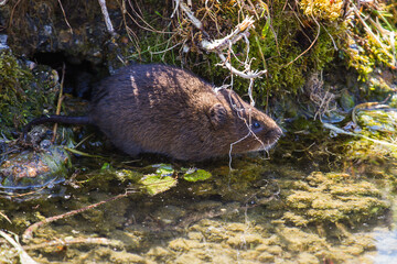 Cute little Water vole on river bank - 418878957