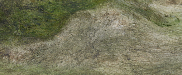 Dried grasses in a pool Bodmin Moor