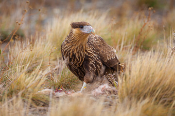 Juvenile Crested Caracara (Polyborus plancus) scavenging on a dead Rabbit