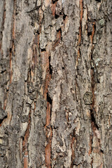 Common Hawthorn