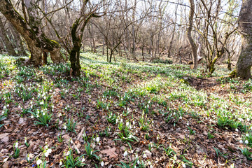 Snowdrops or Galanthus nivalis in the sunlight. A large field of snowdrops in the spring forest.