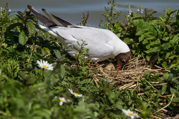 A Black Headed Gull turning an egg on the nest - 418879369