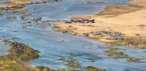 Panoramic landscape with a river and a group of hippos sleeping on a sandbank in the Kruger National Park in South Africa