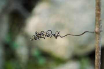 Branche de lierre -
Ivy branch
