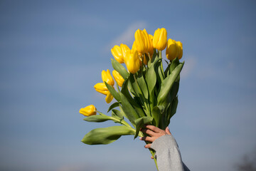 Tulip. Beautiful bouquet of tulips.