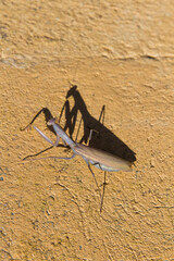 Praying Mantis Ocher Color 