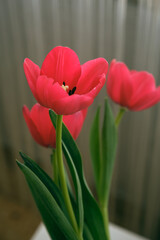 red tulips in a vase