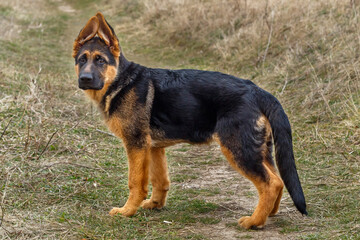 Side View German Shepherd Puppy 3 Months Old