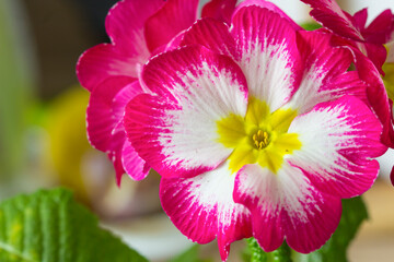 pink and white primrose with a yellow center