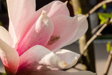  magnolia - beautiful pink, white spring bush, floral background of delicate flowers