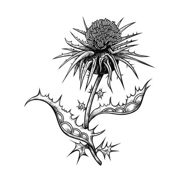 .Hand-draw milk thistle. Engraved image of the medicinal plants. Vector vintage drawing..