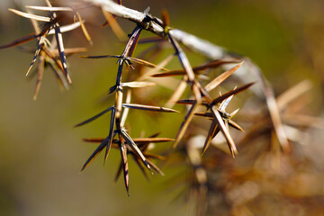natur, pflanze, green, dorn, cactuses, baum, scharf, makro, dorn, blume, weiß, flora, gras, close up, isoliert, ast, blatt, abtrocknen, close up, crown, frühling, wüste, nagel, nagel