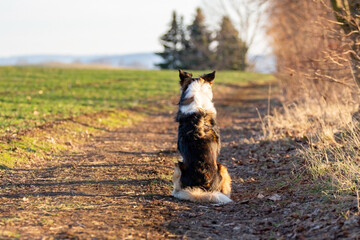 Border Collie 